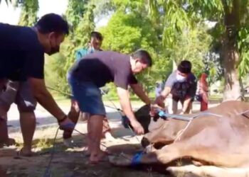 Kwarda DIY Rayakan Idul Adha 1443 H, Sembelih 6 Hewan Qurban di Buper Taman Tunas Wiguna Babarsari
