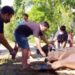 Kwarda DIY Rayakan Idul Adha 1443 H, Sembelih 6 Hewan Qurban di Buper Taman Tunas Wiguna Babarsari