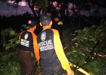 Pramuka Peduli Banyumas Evakuasi Pohon Tumbang Di Kecamatan Sumbang