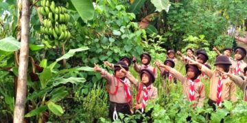Pramuka Bone Panen Pisang Cavendish, Santap Bersama Seluruh Pramuka Penggalang