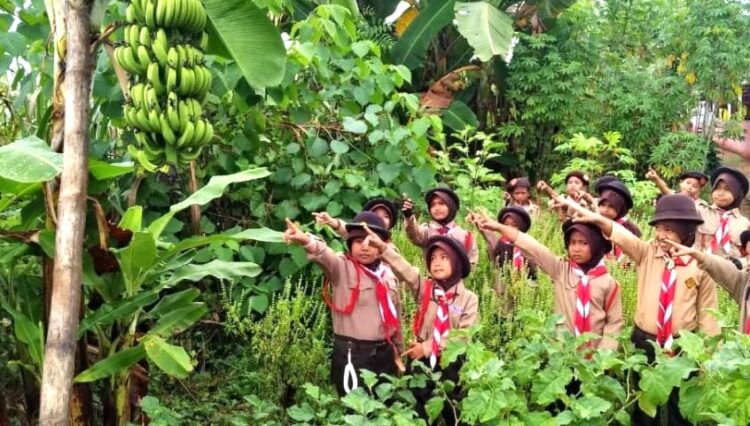 Pramuka Bone Panen Pisang Cavendish, Santap Bersama Seluruh Pramuka Penggalang
