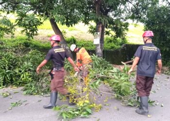 Pramuka Peduli Kwarcab Sukoharjo Tanggap Bencana, Evakuasi Pohon Tumbang di Jalan Solo-Wonogiri