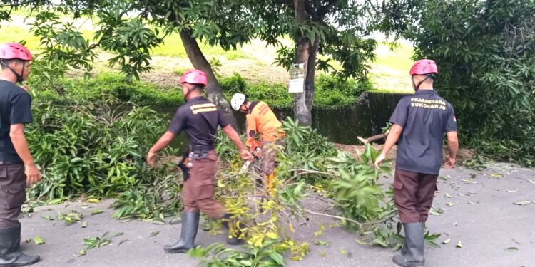 Pramuka Peduli Kwarcab Sukoharjo Tanggap Bencana, Evakuasi Pohon Tumbang di Jalan Solo-Wonogiri