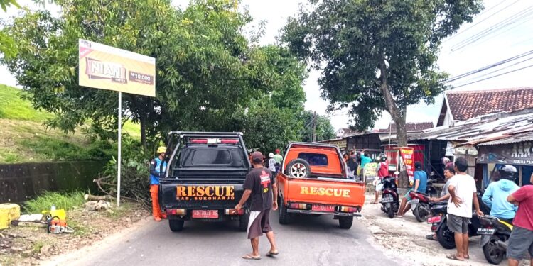Pramuka Peduli Kwarcab Sukoharjo Tanggap Bencana, Evakuasi Pohon Tumbang di Jalan Solo-Wonogiri