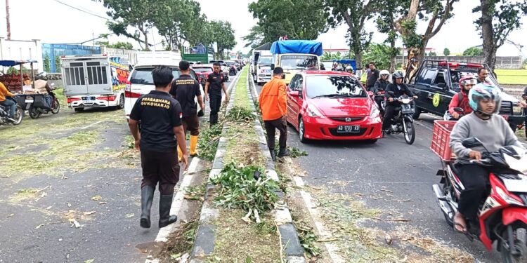 Pramuka Peduli Kwarcab Sukoharjo Tanggap Bencana, Evakuasi Pohon Tumbang di Jalan Solo-Wonogiri