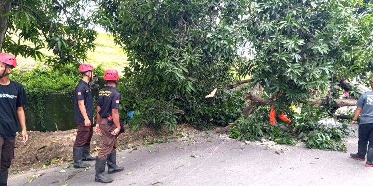 Pramuka Peduli Kwarcab Sukoharjo Tanggap Bencana, Evakuasi Pohon Tumbang di Jalan Solo-Wonogiri