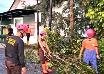 Saka Wira Kartika Kodim 0701/Banyumas Bantu Evakuasi Pohon Tumbang