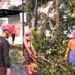 Saka Wira Kartika Kodim 0701/Banyumas Bantu Evakuasi Pohon Tumbang