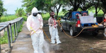 Pramuka Jatim Terlibat Pencegahan Penyakit Mulut dan Kuku di Pasar Hewan Balongpanggang Gresik