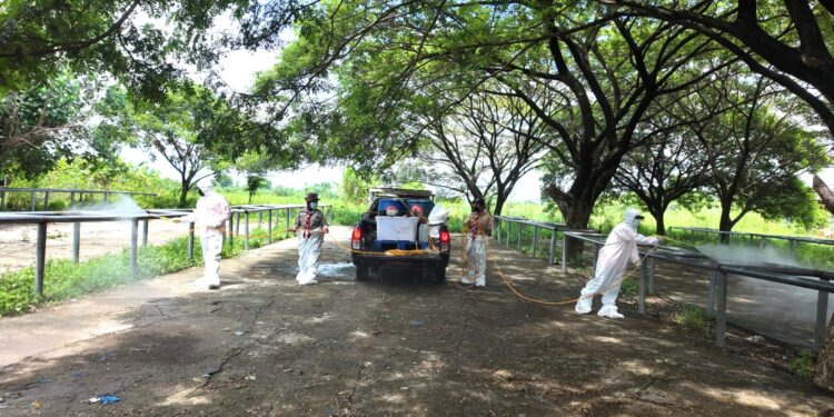 Pramuka Jatim Terlibat Pencegahan Penyakit Mulut dan Kuku di Pasar Hewan Balongpanggang Gresik