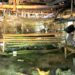 Serumah Dengan Kandang Sapi, Bu Marti’a Dapat Bantuan Pemugaran Rumah dari Kwarda Jatim