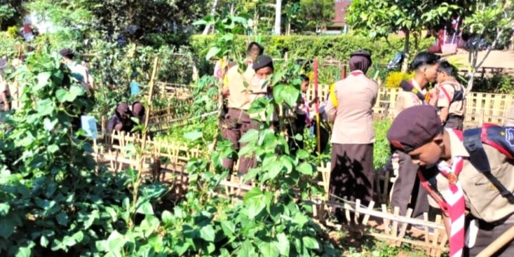 Pramuka SD Inpres 3/77 Masago Pengenalan Budidaya Hortikultura: Tingkatan Keterampilan dan Kesadaran Lingkungan