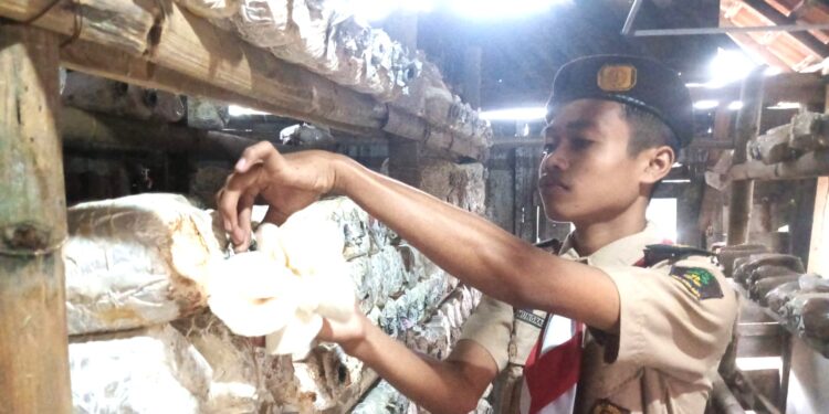 Saka Wanabakti Kwarcab Grobogan Binaan Perhutani Kembangkan Budidaya Jamur Tiram, Wujud Nyata Peran Pramuka dalam Mendukung Ketahanan Pangan