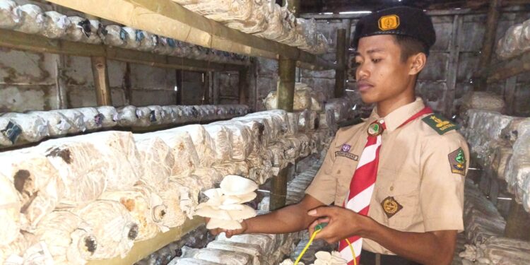 Saka Wanabakti Kwarcab Grobogan Binaan Perhutani Kembangkan Budidaya Jamur Tiram, Wujud Nyata Peran Pramuka dalam Mendukung Ketahanan Pangan
