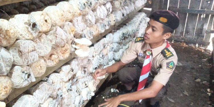 Saka Wanabakti Kwarcab Grobogan Binaan Perhutani Kembangkan Budidaya Jamur Tiram, Wujud Nyata Peran Pramuka dalam Mendukung Ketahanan Pangan