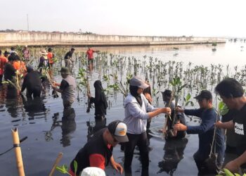 Peringati World Mangrove Day, Pramuka dan Komunitas Kota Pekalongan Gelar Aksi Tanam Mangrove di Degayu