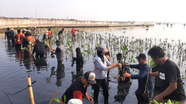 Peringati World Mangrove Day, Pramuka dan Komunitas Kota Pekalongan Gelar Aksi Tanam Mangrove di Degayu