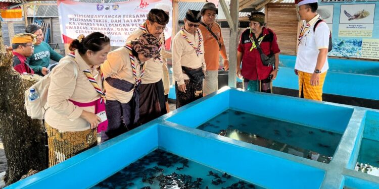 Kwarda Bali Lepasliarkan Tukik di Pantai Watu Klotok pada Peringatan Hari Pramuka ke-64