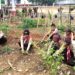 Pemanfaatan Lahan Sekolah: Langkah Pramuka SD Inpres 3/77 Masago Bentuk Kesadaran Ekologi Generasi Muda.