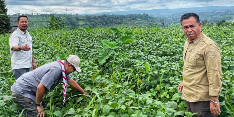 Ketua Kwarnas Kunjungi Desa Nanggran untuk Tinjau Pengembangan Budi Daya Pisang Barangan dan Edamame