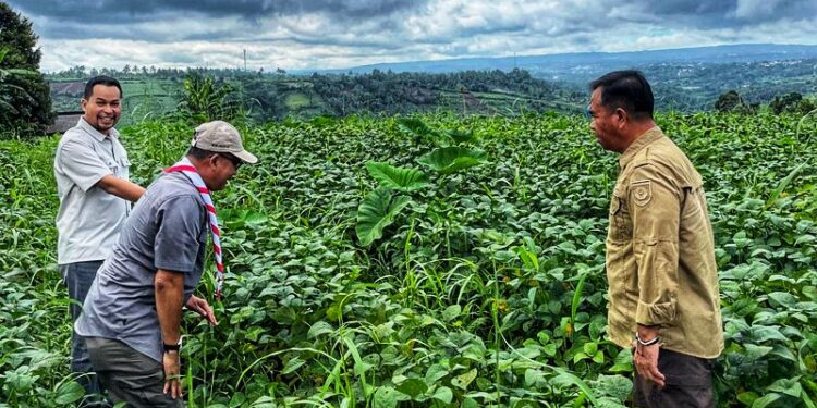 Ketua Kwarnas Kunjungi Desa Nanggran untuk Tinjau Pengembangan Budi Daya Pisang Barangan dan Edamame