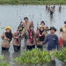 Saka Wanabakti Sumut Tanam Ratusan Mangrove Peringati Hari Menanam Pohon Indonesia