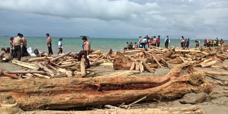 Ratusan Pramuka Bantu Tangani Kiriman Kayu Pasca Banjir Di Pantai Pasie Nan Tigo
