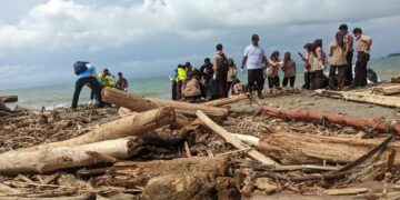 Ratusan Pramuka Bantu Tangani Kiriman Kayu Pasca Banjir Di Pantai Pasie Nan Tigo