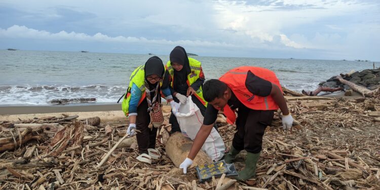Ratusan Pramuka Bantu Tangani Kiriman Kayu Pasca Banjir Di Pantai Pasie Nan Tigo
