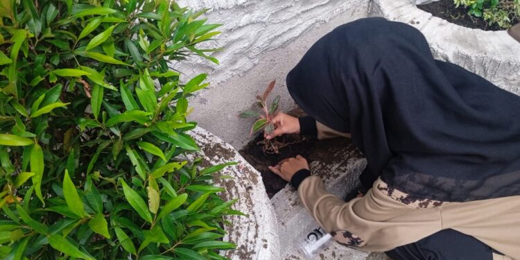 Giat Peduli Lingkungan, Pramuka MTsN 6 Tabalong Tanam Pohon di Madrasah 