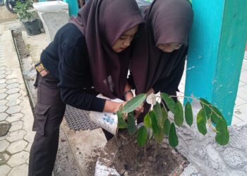 Giat Peduli Lingkungan, Pramuka MTsN 6 Tabalong Tanam Pohon di Madrasah