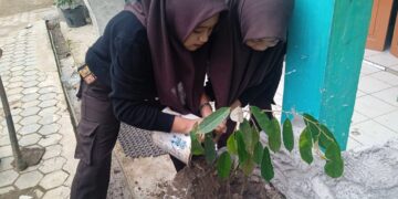 Giat Peduli Lingkungan, Pramuka MTsN 6 Tabalong Tanam Pohon di Madrasah 