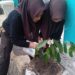 Giat Peduli Lingkungan, Pramuka MTsN 6 Tabalong Tanam Pohon di Madrasah 