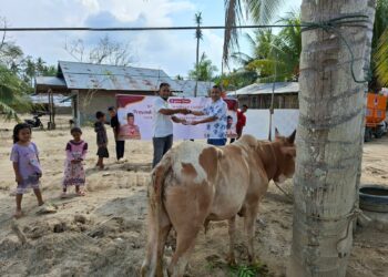 11 Sapi dari Kwarnas untuk Warga Aceh Terdampak Banjir