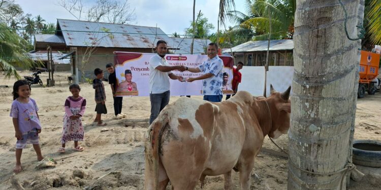 11 Sapi dari Kwarnas untuk Warga Aceh Terdampak Banjir