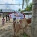 11 Sapi dari Kwarnas untuk Warga Aceh Terdampak Banjir