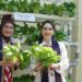 Wujudkan Ketahanan Pangan Lewat Pramuka Produktif Kwarda Jatim, Pramuka Kota Kediri Kembangkan Kebun & Kolam Lele
