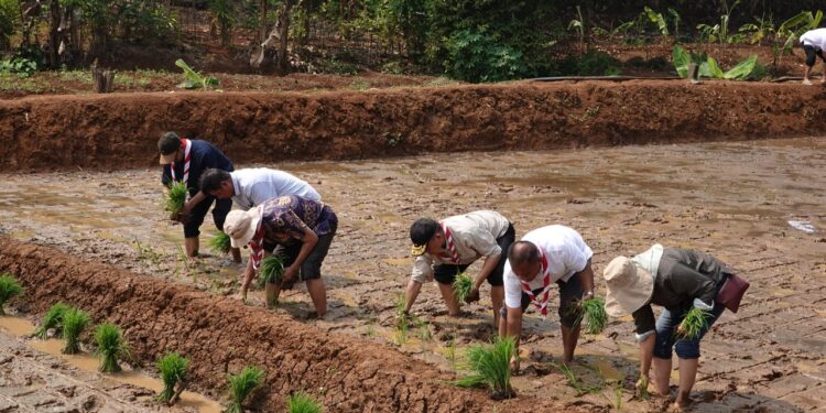Semangat Swasembada Jamnas XII 2026, Kwarnas Siapkan Edukasi Peserta dengan Penanaman Padi Perdana