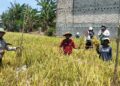 Saka Tarunabumi Bone Siapkan Laboratorium Lapang, Cetak Pramuka Cinta Pertanian