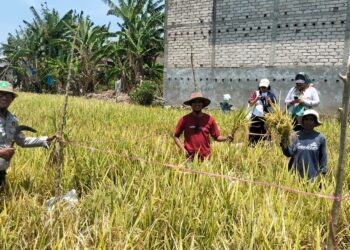 Saka Tarunabumi Bone Siapkan Laboratorium Lapang, Cetak Pramuka Cinta Pertanian