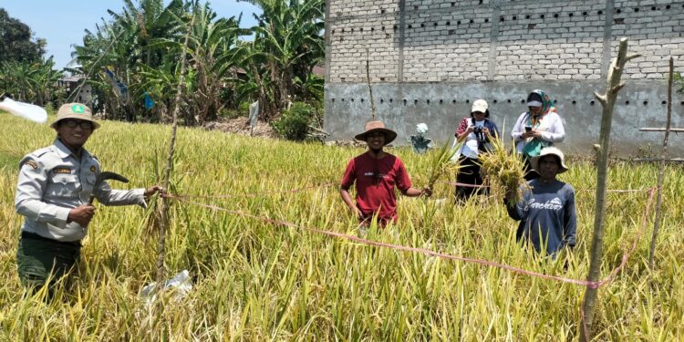 Saka Tarunabumi Bone Siapkan Laboratorium Lapang, Cetak Pramuka Cinta Pertanian