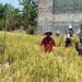 Saka Tarunabumi Bone Siapkan Laboratorium Lapang, Cetak Pramuka Cinta Pertanian
