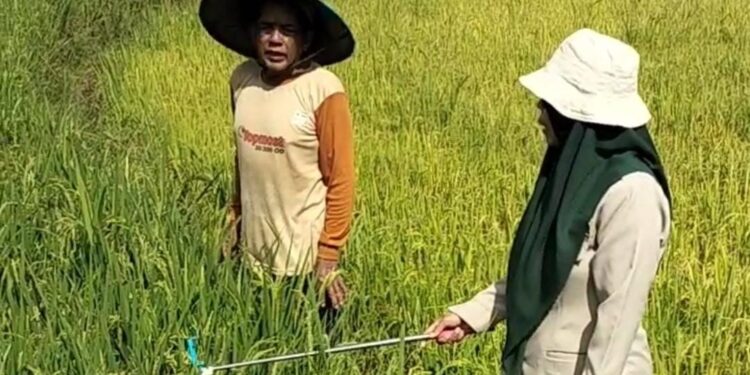Saka Tarunabumi Bone Siapkan Laboratorium Lapang, Cetak Pramuka Cinta Pertanian