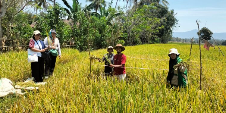 Saka Tarunabumi Bone Siapkan Laboratorium Lapang, Cetak Pramuka Cinta Pertanian