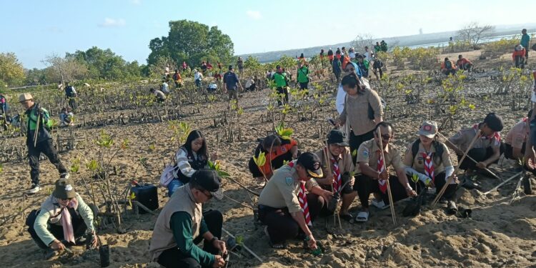 Hijaukan Pesisir Badung demi Mitigasi Bencana Berkelanjutan Pramuka Peduli Kwarda Bali Tanam Mangrove di Pulau Pudut Tanjung Benoa